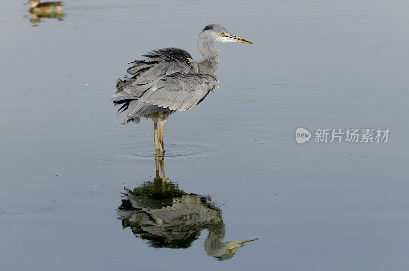 苍鹭(Ardea cinerea)